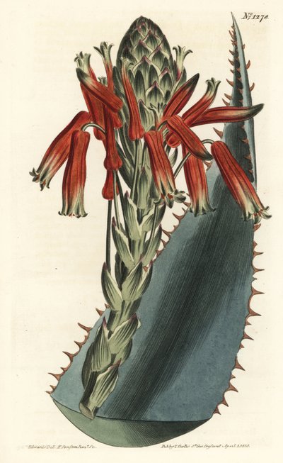 Aloë variete - Blauwe aloë, Aloe glauca (Roodstekelige glaucous aloë, Aloe rhodacantha) - uit William Curtis