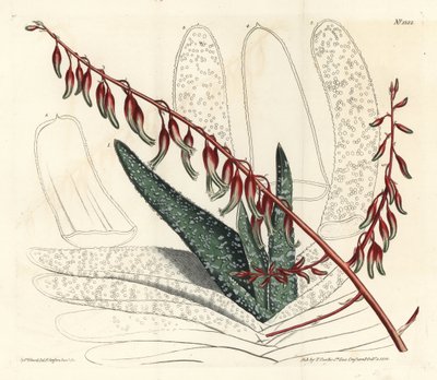 Aloë waaiervormig, Aloe plicatilis (Tongaloë, Aloe lingua) - uit William Curtis