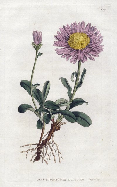 Alpenaster of Koninginmadeliefje van de Alpen - Lithografie door Sydenham Edwards, uit William Curtis