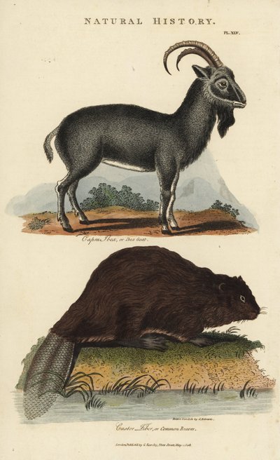 Alpensteenbok en Europese bever of gewone bever - Alpensteenbok, Capra ibex, en gewone Euraziatische bever, Castor fiber door Sydenham Teast Edwards