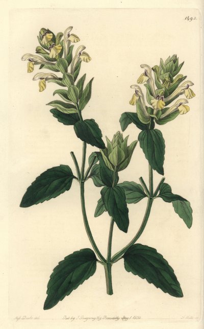 Alpen scutellaria - Alpen schedelkapje, Scutellaria alpina (Alpen scutellaria, hopbloemige variëteit, Scutellaria alpina var. lupulina). Handgekleurde kopergravure door S. Watts naar een illustratie van Miss Sarah Drake uit Sydenham Edwards