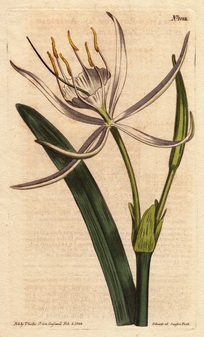 Amerikaans pancratium heeft geurige witte bloemen. Amerikaans pancratium met geurige witte bloemen. Pancratium rotatum. Handgekleurde kopergravure naar een botanische illustratie door Sydenham Edwards uit William Curtis