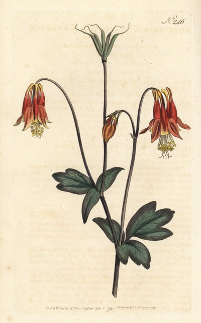 Ancolia du Canada - Canadese akelei. Aquilegia canadensis. Handgekleurde kopergravure door Sansom naar een illustratie door Sydenham Edwards uit William Curtis