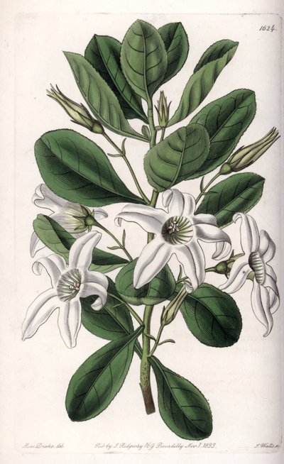 Anthocercis variëteit, inheems in Australië - Plaat gegraveerd door S.Watts, uit een illustratie van Sarah Anne Drake, uit het Botanical Register van Sydenham Edwards, Engeland door Sydenham Teast Edwards