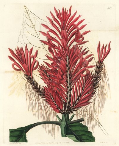 Aphelandra arborea (Gekamde aphelandra, Aphelandra cristata). Handgekleurde kopergravure door S. Watts naar een illustratie van Sarah Drake uit Sydenham Edwards