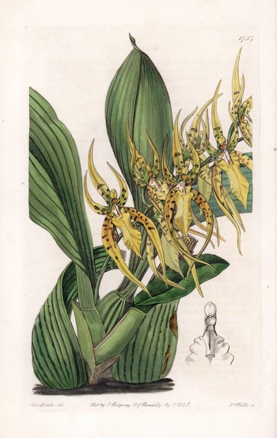 Araignee Orchidee - Plaat gegraveerd door S. Watts, naar een illustratie van Sarah Anne Drake (1803-1857), uit het Botanical Register van Sydenham Edwards (1768-1819), Engeland door Sydenham Teast Edwards
