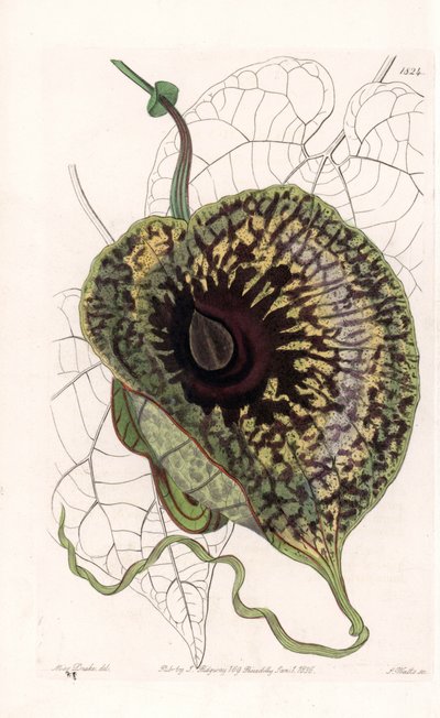 Aristoloche Variete - Plaat gegraveerd door S. Watts, naar een illustratie van Sarah Anne Drake (1803-1857), uit het Botanical Register van Sydenham Edwards (1768-1819), Engeland door Sydenham Teast Edwards