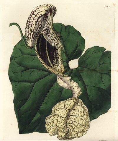 Aristoloche variëteit, uit het Botanical Register door Sydenham Teast Edwards