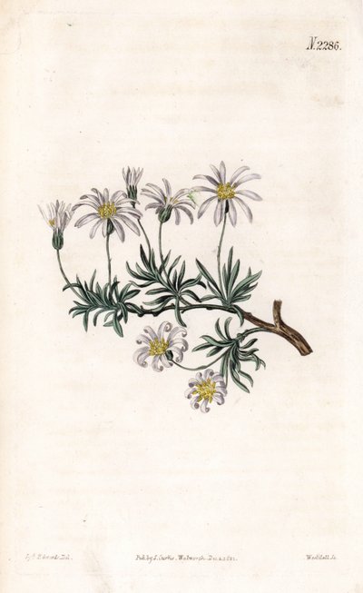 Aster acre - Struikaster, Felicia fruticosa (Struikster, Aster fruticulosus). Handgekleurde kopergravure door Weddell naar een illustratie door Sydenham Edwards uit Samuel Curtis