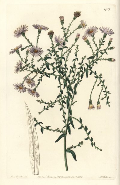 Aster varieteit - New York aster, Symphyotrichum dumosum (Coris-leaved starwort, Aster coridifolius) door Sydenham Teast Edwards