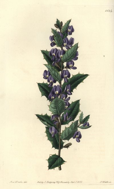 Australische hovea struik door Sydenham Teast Edwards