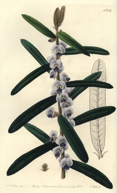 Australische hovea struik variëteit - Harige hovea, Hovea villosa door Sydenham Teast Edwards