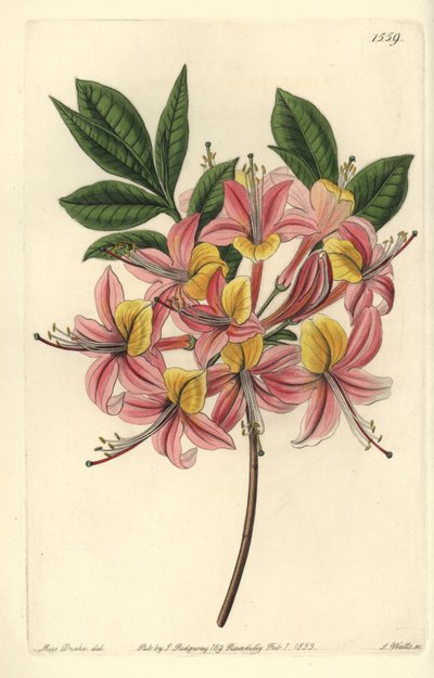 Pontische gele azalea - Gele azalea, Rhododendron luteum door Sydenham Teast Edwards