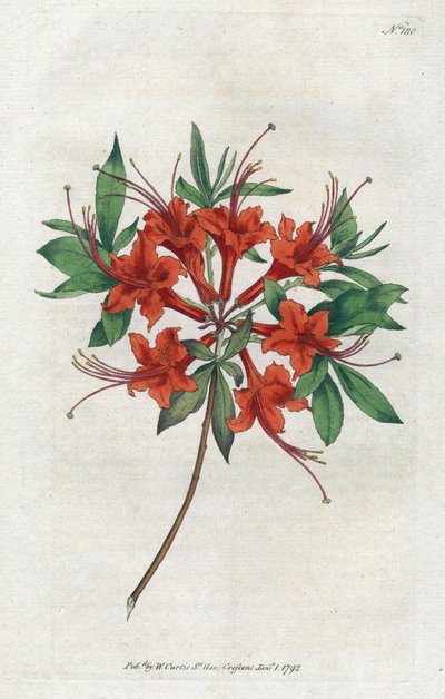 Azalea met kale bloemen (Rhododendron periclymenoides), uit het Botanical Magazine door Sydenham Teast Edwards