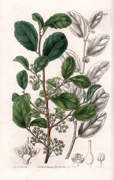 Azara Variete - Plaat gegraveerd door S.Watts, uit een illustratie van Sarah Anne Drake (1803-1857), uit het Botanical Register van Sydenham Edwards (1768-1819), Engeland door Sydenham Teast Edwards