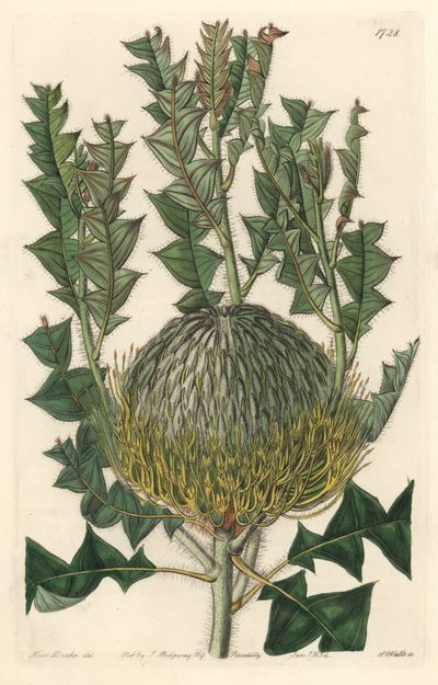 Banksia speciosa, oorspronkelijk uit Australië - uit het Botanical Register door Sydenham Teast Edwards