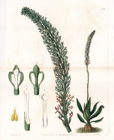 Belle sauroglossum door Sydenham Teast Edwards