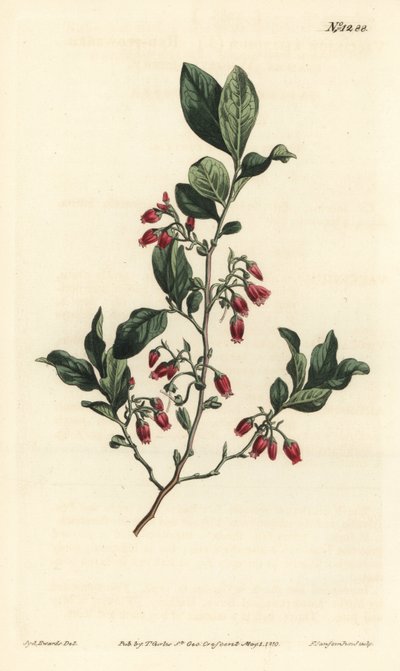 Zwarte bosbes, Gaylussacia baccata (Roodbloemige kleverige bosbes, Vaccinium resinosum) - Handgekleurde kopergravure door F. Sansom Jr. naar een illustratie van Sydenham Edwards uit William Curtis