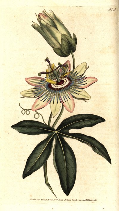 Blauwe Passiflora - Gewone passiebloem, Passiflora caerulea. Handgekleurde kopergravure naar een botanische illustratie door Sydenham Edwards uit William Curtis