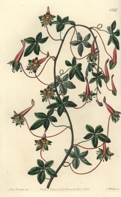 Capucijn van Bolivia - Vijfbladige tropaeoleum, Tropaeoleum pentaphyllum door Sydenham Teast Edwards