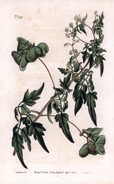 Botanie: cardiosperm of hart erwten. Glad hartzaad of ballonplant, Cardiospermum halicacabum. Handgekleurde kopergravure door F. Sansom naar een illustratie door Sydenham Edwards uit William Curtis