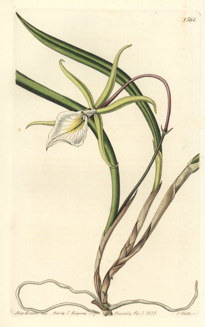 Brassavola perrinii (Perrin