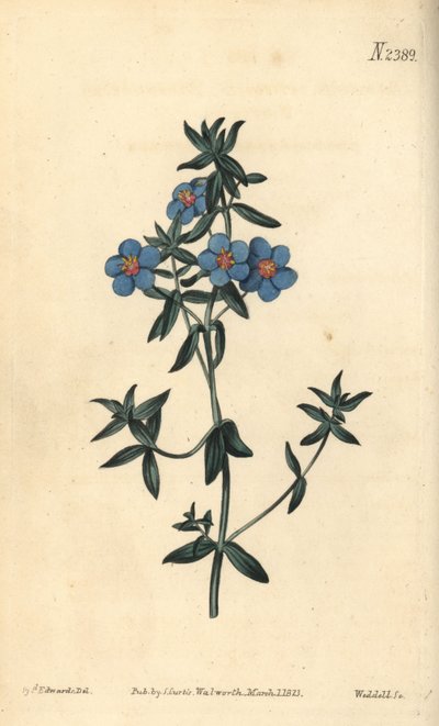 Breedbladige pimpernel, Anagallis latifolia - uit William Curtis