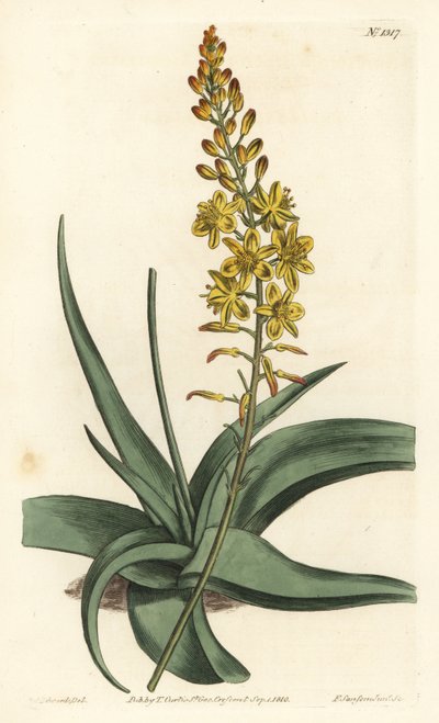 Bulbine variëteit - Bulbine alooides (Aloëbladig anthericum, Anthericum alooides). Handgekleurde kopergravure door F. Sansom Jr. naar een illustratie van Sydenham Edwards uit William Curtis