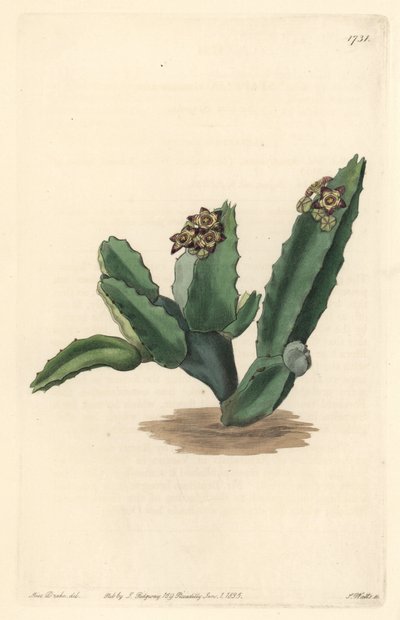 Cactus Caralluma, inheems in Sicilië - Sterk water door S. Watts naar een illustratie van Sarah Anne Drake (1803-1857), uit het Botanical Register door Sydenham Teast Edwards