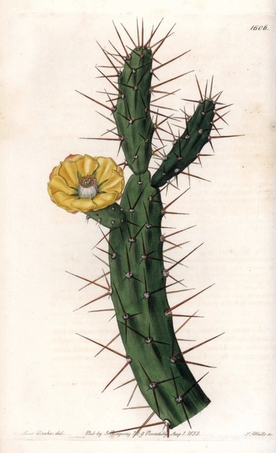 Cactus articule, variëteit van stekelige vijgenboom door Sydenham Teast Edwards