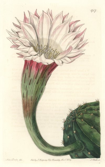 Cactus zee-egel of bal van Mozes, in bloei, inheems in Brazilië door Sydenham Teast Edwards
