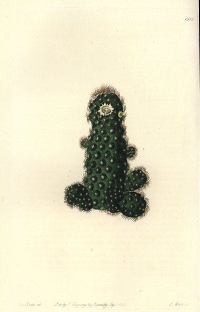 Cactus tenuis (Taper mammillaria, Mammillaria tenuis), uit het Botanical Register door Sydenham Teast Edwards