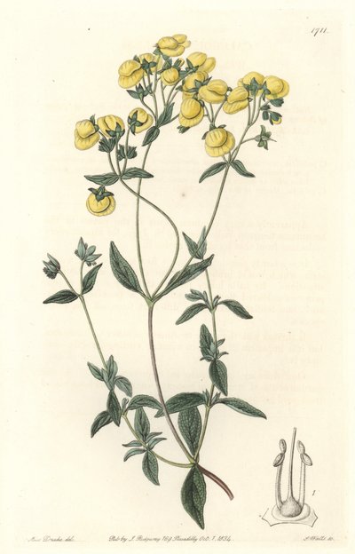 Calceolaire of kleine pantoffel of beurs van dame, inheems in Chili door Sydenham Teast Edwards