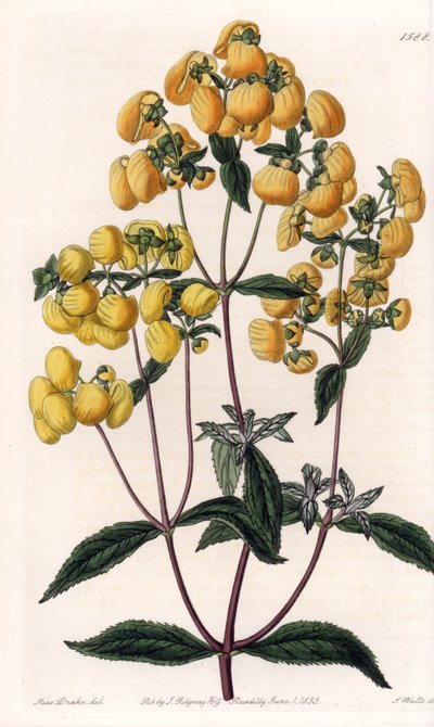 Calceolaire rugosa door Sydenham Teast Edwards