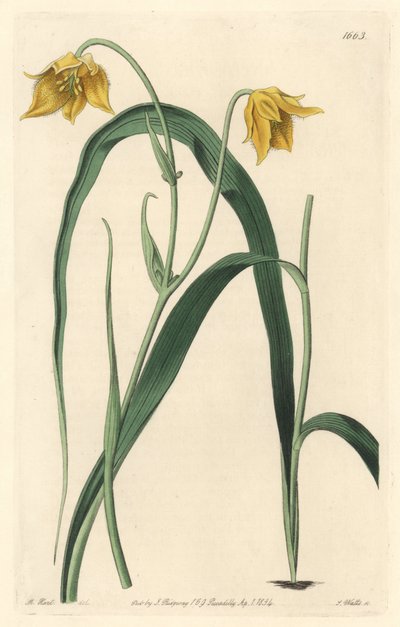 Calochorte met bleke gele bloemen door Sydenham Teast Edwards