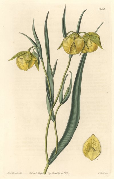 Calochorte (mariposa) of cyclobothre met gele bloemen, afkomstig uit Californië door Sydenham Teast Edwards