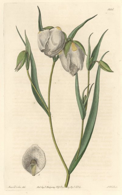 Calochorte (mariposa) of witbloemige cyclobothre, afkomstig uit Californië door Sydenham Teast Edwards