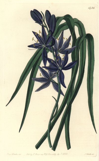 Camassie - Camash, Camassia quamash door Sydenham Teast Edwards