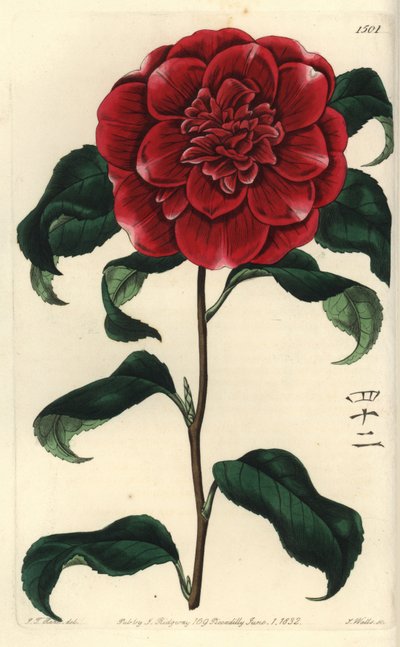 Camelia uit Japan - Mr. Reeves