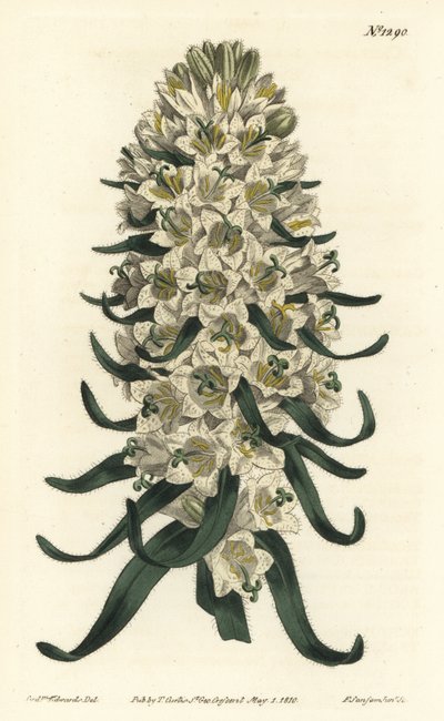 Campanula met mooie bloemen, Campanula speciosa (Langgestekelde klokbloem, Campanula thyrsoidea) - uit William Curtis