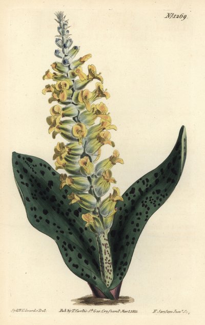 Kaapse hyacint (valse orchidee) door Sydenham Teast Edwards