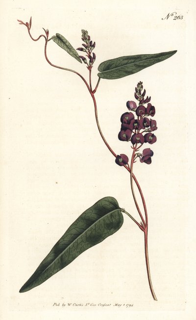 Caulinia bimaculata (Paarse glycine, Glycine bimaculata). Handgekleurde kopergravure door Sansom naar een illustratie van Sydenham Edwards uit William Curtis