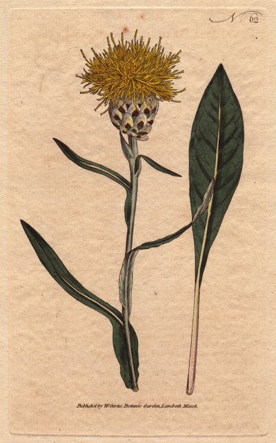 Centauree heeft pastelblad, met gele pluizige bloem. Oriëntaals. Wede-bladige centaurea met gele pluizige bloemen. Inheems in het oosten. Centaurea glastifolia. Handgekleurde kopergravure van een botanische illustratie door Sydenham Edwards uit William Cu door Sydenham Teast Edwards