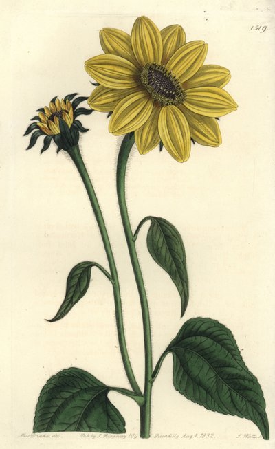 Centraal-Amerikaanse asteraceae variëteit - Tithonia tubaeformis door Sydenham Teast Edwards