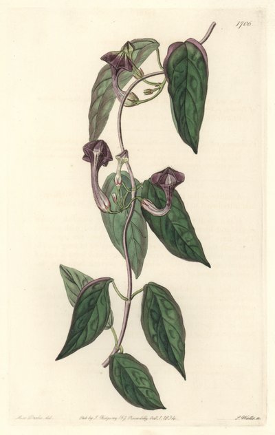 Ceropegia elegant, afkomstig uit India - Sterk water door S. Watts uit een illustratie van Sarah Anne Drake (1803-1857), uit het Botanical Register door Sydenham Teast Edwards