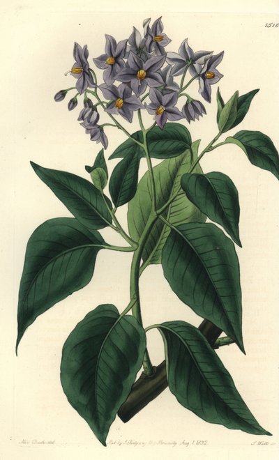 Chileense aardappelboom of gekrulde solanum door Sydenham Teast Edwards