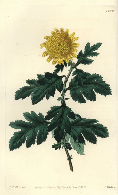 Chinese Kamille of Indiase Chrysant - Dubbele gele Indiase chrysant, Chrysanthemum indicum var. plenum door Sydenham Teast Edwards