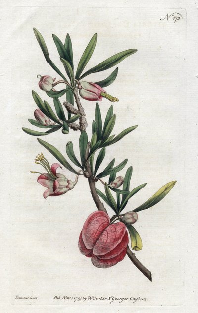 Chinese Lantaarn of Nymania - uit het Botanical Magazine van William Curtis (1746-1799) door Sydenham Teast Edwards