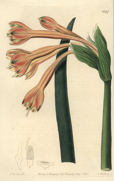 Clinanthus fulvus door Sydenham Teast Edwards