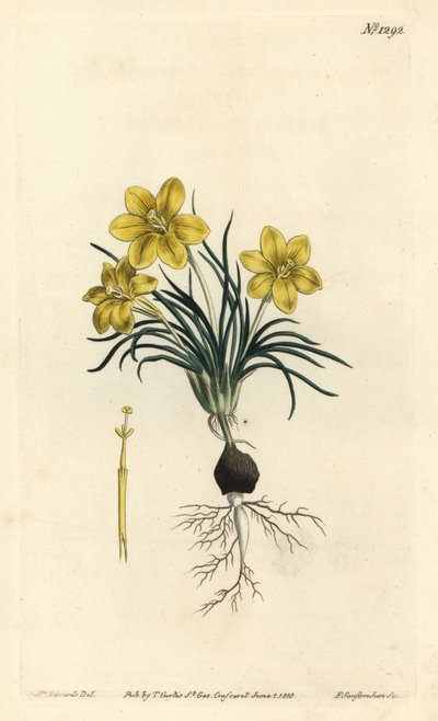 Klokbloem, uit het Botanical Magazine door Sydenham Teast Edwards